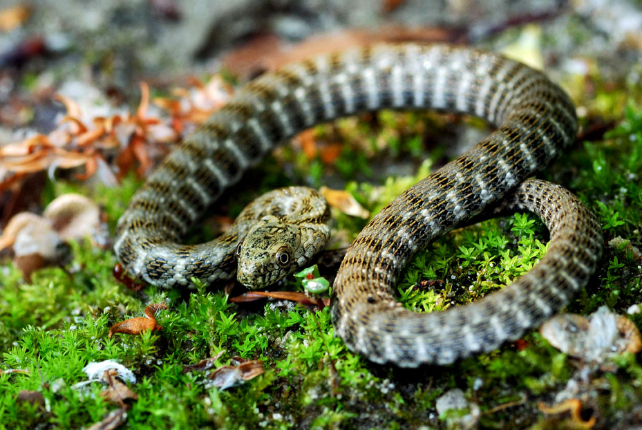 Giovane Natrix tessellata